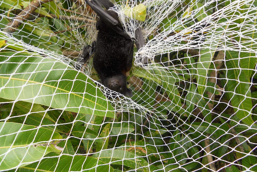 Bird Netting Services in Manjari