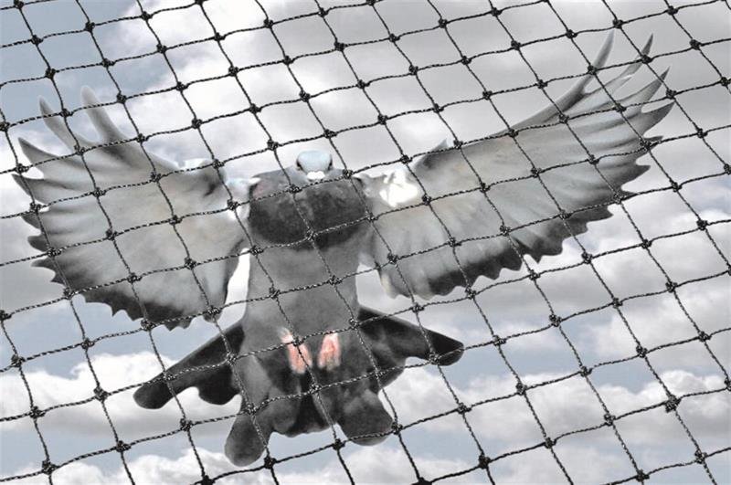Bird Netting Services in Viman Nagar
