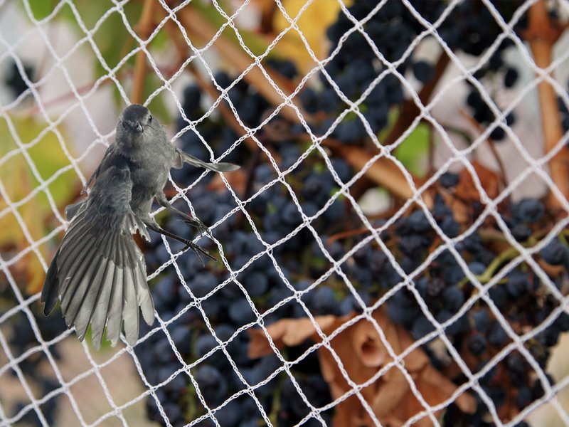 Bird Netting Services in Wagholi