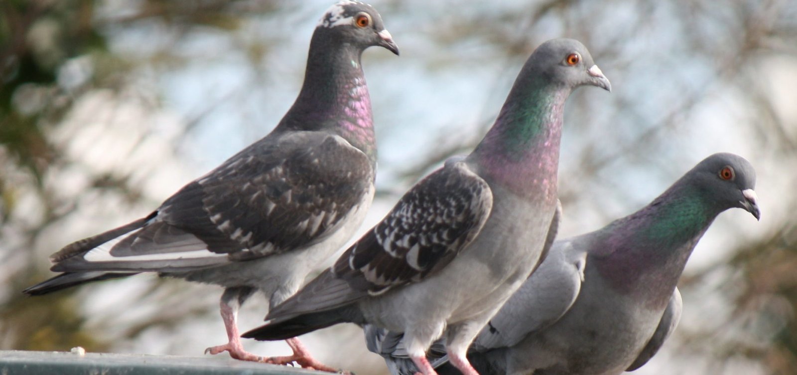 Bird Spike Services in Wagholi