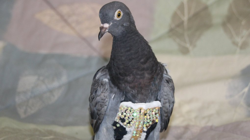 Bird Spike Services in Kharadi