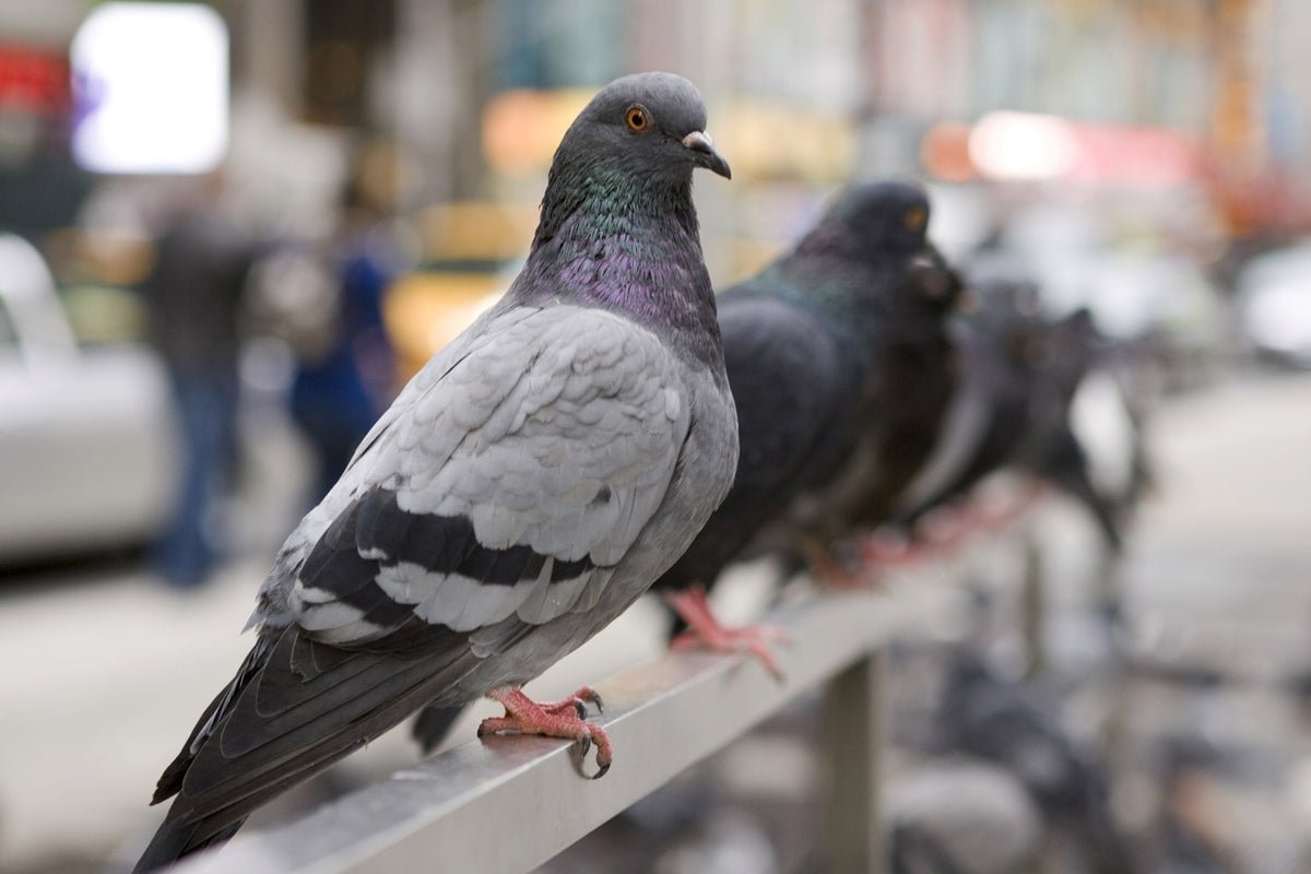Pigeon Netting Services in Kharadi