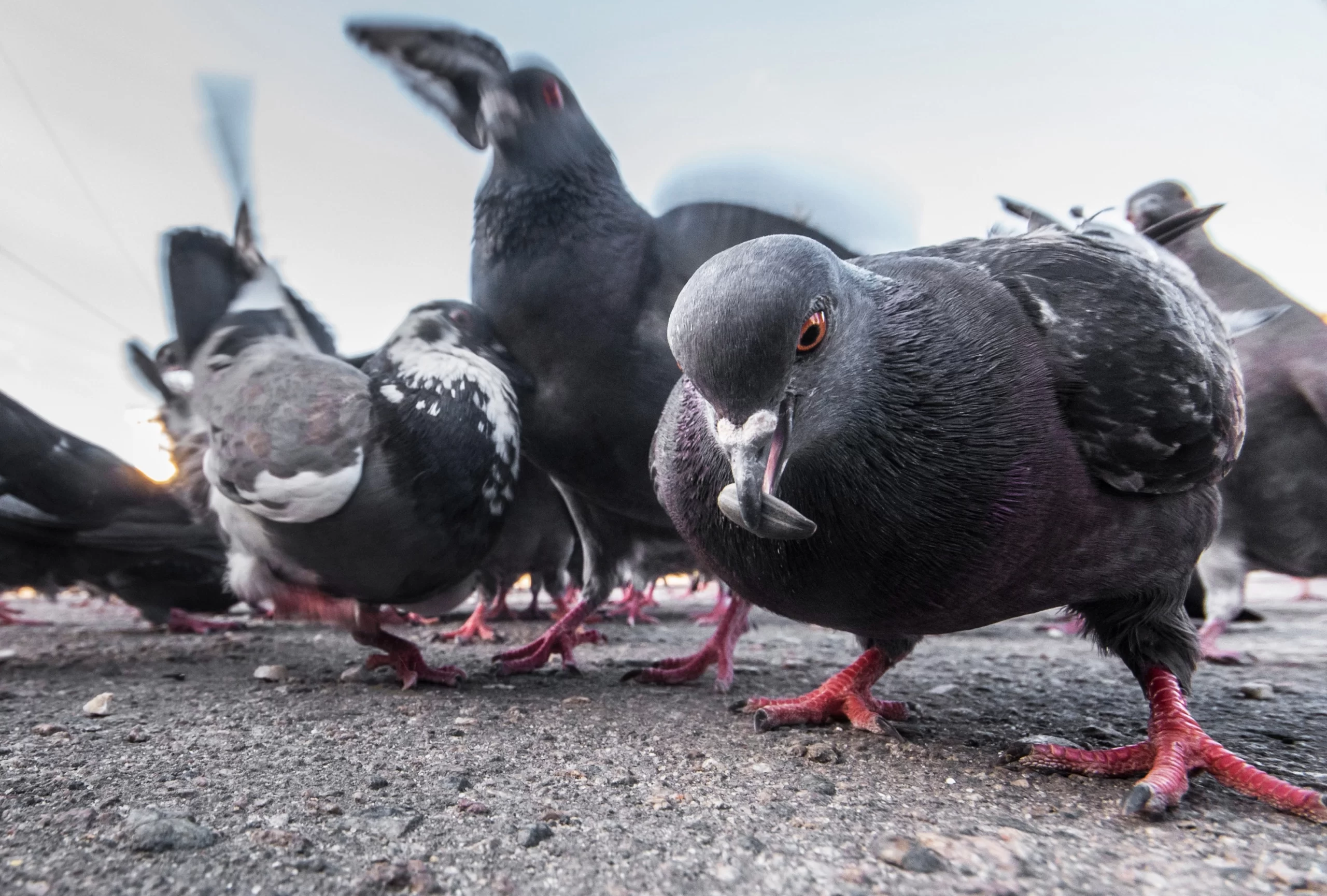 Bird Spike Services in Viman Nagar