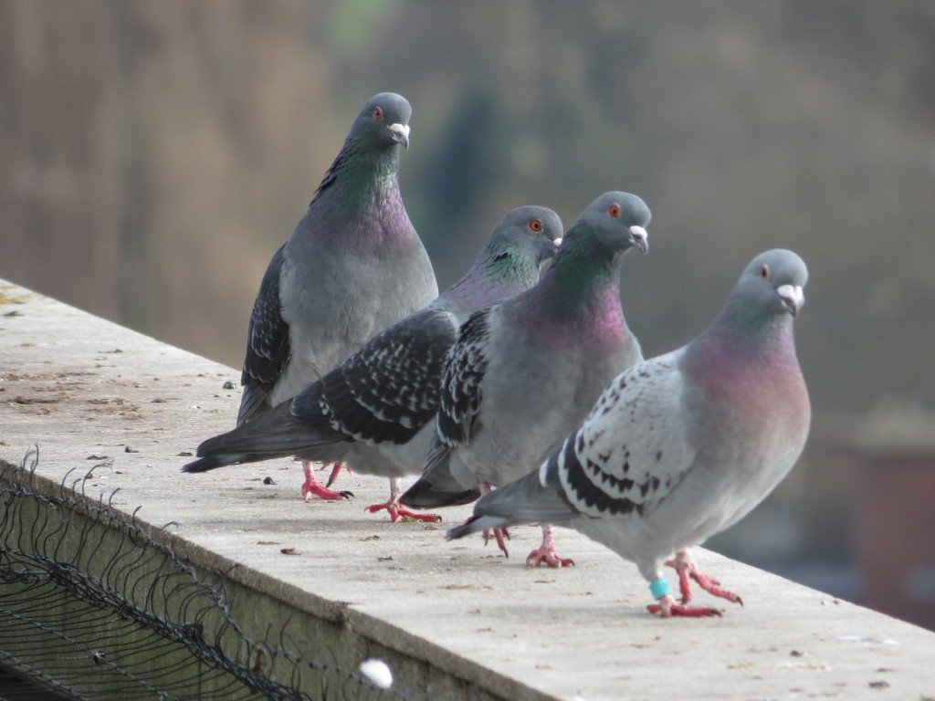 Pigeon Netting Services in Manjari