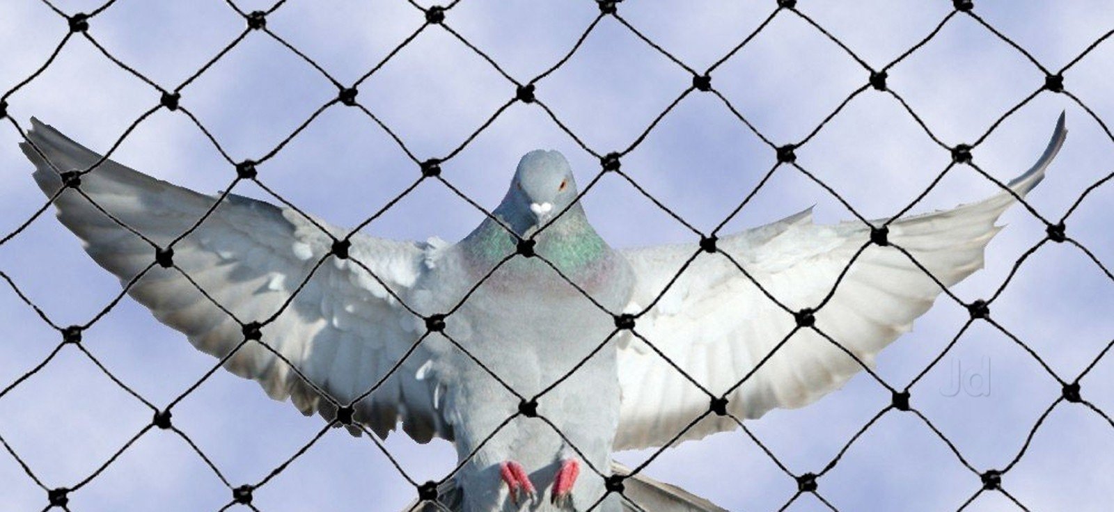 Pigeon Netting Services in Viman Nagar