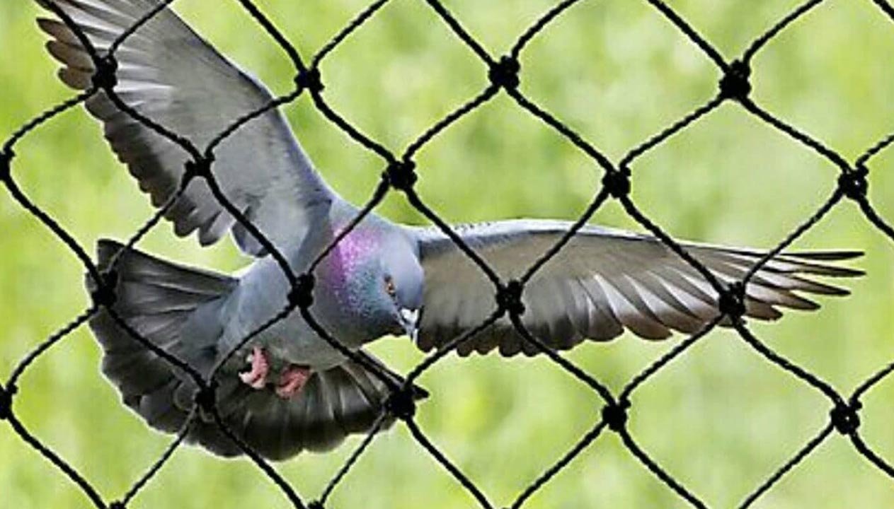 Pigeon Netting Services in Wagholi